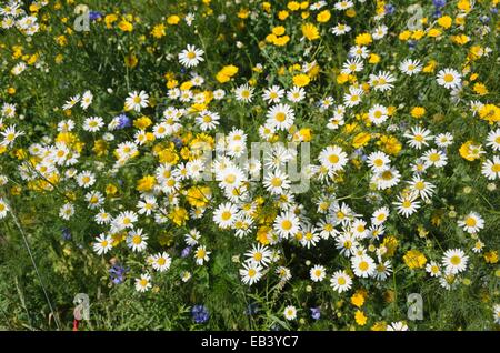 Tedesco (chanomile matricaria recutita syn. matricaria chamomilla) e dyer la camomilla (anthemis tinctoria syn. cota tinctoria) Foto Stock