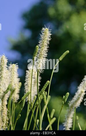 Canadian Burnett (sanguisorba canadensis) Foto Stock