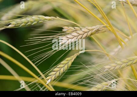 Il farro (triticum dicoccum 'weißer sommer') Foto Stock