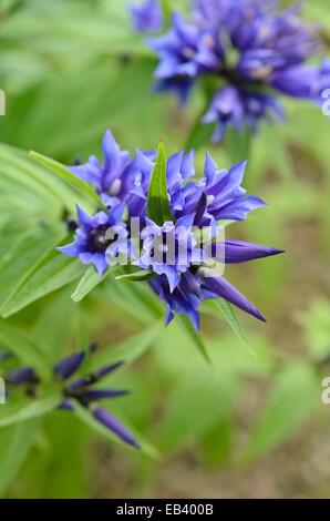 Willow la genziana (Gentiana asclepiadea) Foto Stock