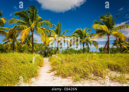 Palme e percorso spiaggia a Smathers Beach, Key West, Florida. Foto Stock