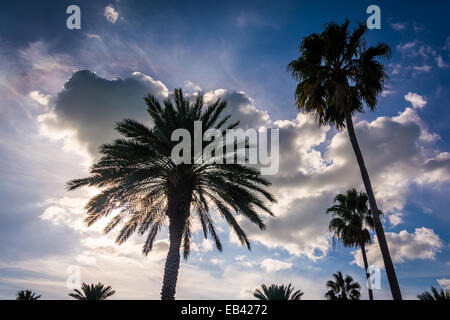 Le palme e le nuvole in Clearwater Beach, Florida. Foto Stock