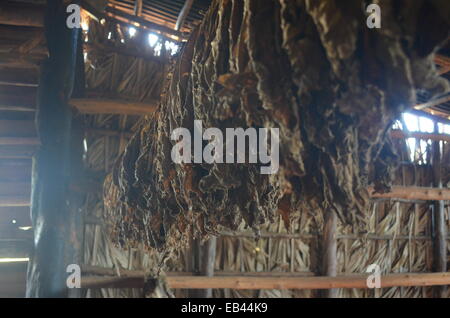 Le foglie di tabacco essiccazione su una fattoria vicino a Vinales, nel cigar rendendo regione di Cuba. Foto Stock