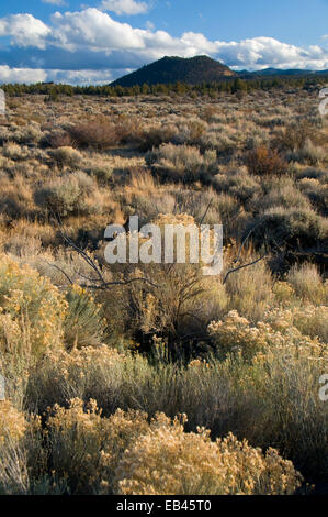 Rabbitbrush piana, Vulcano nazionale Legacy Scenic Byway, letti di Lava monumento nazionale, California Foto Stock