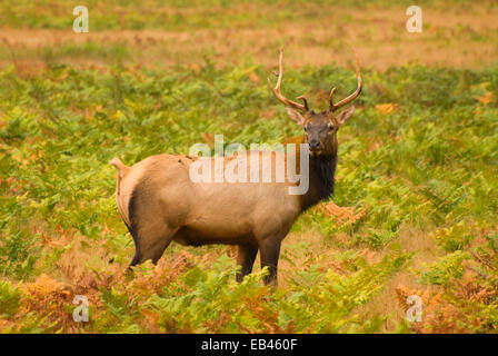 Roosevelt elk alla Elk Prairie, Prairie Creek Redwoods State Park, il Parco Nazionale di Redwood in California Foto Stock