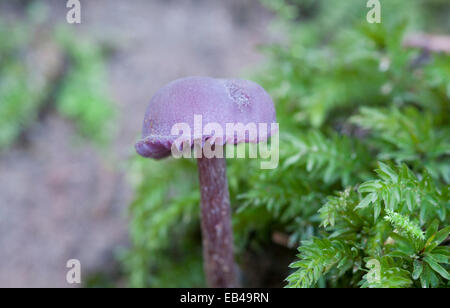 Il comune, viola ametista Deceiver, un bel po' di fungo Foto Stock