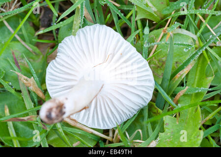 Il lato inferiore del Waxcap nevoso, uno dei nessuno delle specie che si trovano sui pascoli prese a Cheshunt, Herts Foto Stock