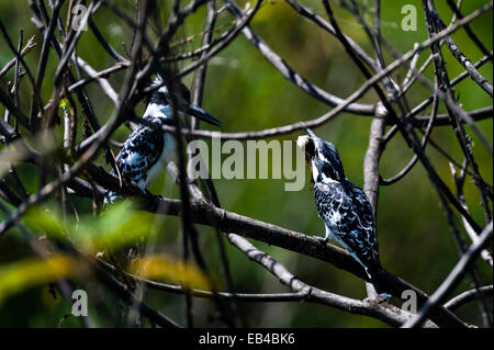 Una coppia di pied martin pescatore di mangiare un pesce in una struttura ad albero al di sopra di un lago. Foto Stock