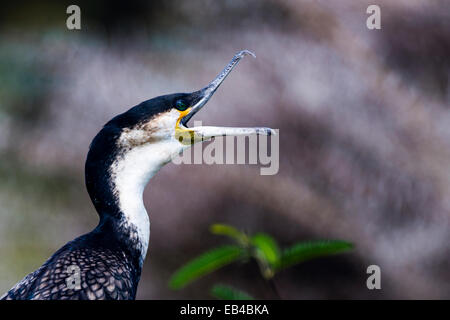 Un bianco-breasted cormorano si apre e si allunga la sua grande agganciato bill. Foto Stock