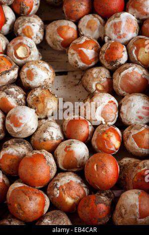 L'Italia, fungo, mercato giovane Amanita Cesari Foto Stock