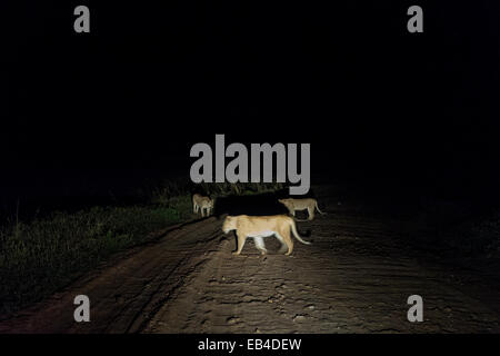 Un orgoglio dei leoni africani attraversare una strada sterrata nel mezzo della notte. Foto Stock