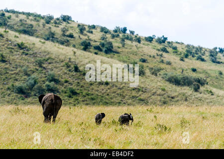 Una coppia di elefanti africani vitelli giocare vicino a una femmina adulta sulla savana. Foto Stock