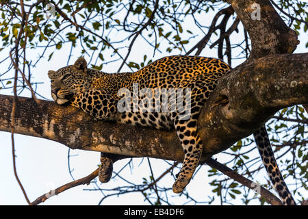 Un africano leopard con la pancia piena di dormire su un ramo di albero al tramonto. Foto Stock