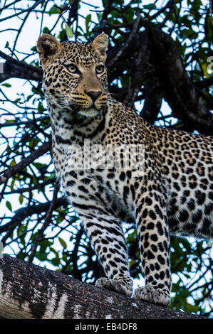 Un africano leopard guarda intensamente gli animali che pascolano sulla pianura di Savannah dal suo posatoio su un ramo di albero. Foto Stock