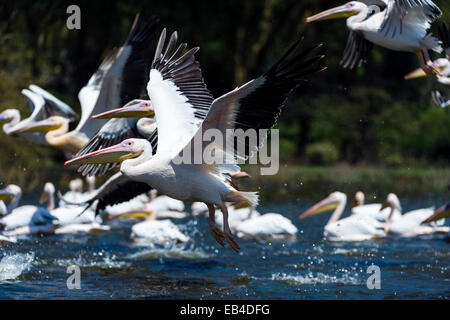 Un gregge di grande pellicani bianchi di prendere il volo dalla superficie di un invaso lago d'acqua dolce. Foto Stock