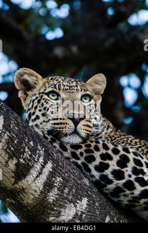 Un africano Leopard guarda intensamente gli animali che pascolano sulla pianura di Savannah si appollaia su un ramo di albero. Foto Stock