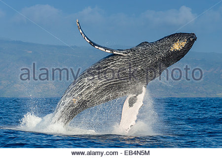 Un Humpback Whale violazioni lontano nell'aria sopra il Pacifico. Foto Stock