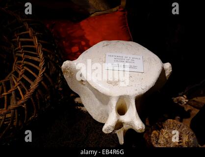 Le vertebre di un 60ft whale lavato fino sulla colona spiaggia sul display interno il Museo Mevagissey Cornwall Inghilterra REGNO UNITO Foto Stock