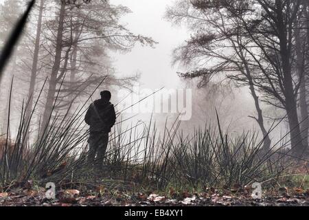 Haldon foresta, Devon, Regno Unito. 26 Novembre, 2014. Regno Unito meteo. Nebbia autunnale in Haldon foresta. Credito: nidpor/Alamy Live News Foto Stock