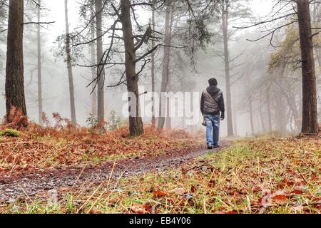 Haldon foresta, Devon, Regno Unito. 26 Novembre, 2014. Regno Unito meteo. Nebbia autunnale in Haldon foresta. Credito: nidpor/Alamy Live News Foto Stock