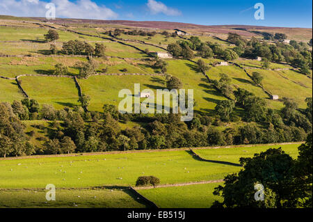 Swaledale nel Yorkshire Dales nello Yorkshire , Inghilterra , Inghilterra , Regno Unito Foto Stock