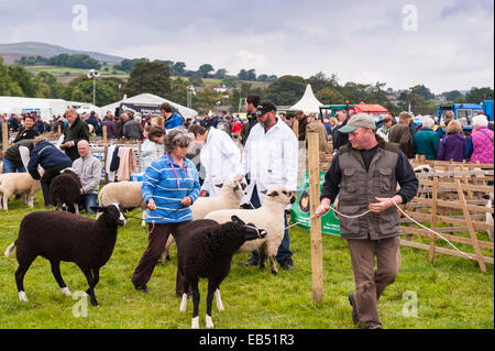 Pecore a giudicare a Reeth show , Swaledale nel Yorkshire Dales nello Yorkshire , Inghilterra , Inghilterra , Regno Unito Foto Stock