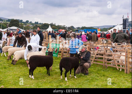 Pecore a giudicare a Reeth show , Swaledale nel Yorkshire Dales nello Yorkshire , Inghilterra , Inghilterra , Regno Unito Foto Stock