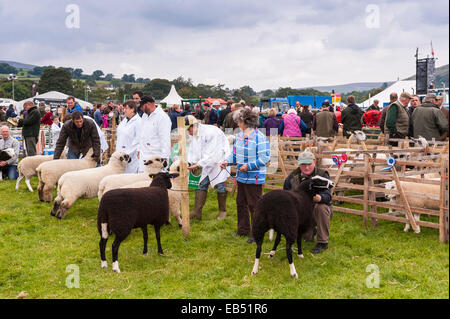 Pecore a giudicare a Reeth show , Swaledale nel Yorkshire Dales nello Yorkshire , Inghilterra , Inghilterra , Regno Unito Foto Stock