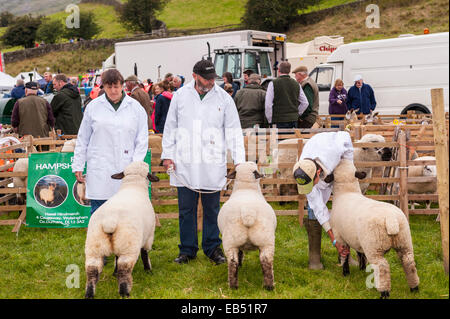 Pecore a giudicare a Reeth show , Swaledale nel Yorkshire Dales nello Yorkshire , Inghilterra , Inghilterra , Regno Unito Foto Stock