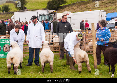 Pecore a giudicare a Reeth show , Swaledale nel Yorkshire Dales nello Yorkshire , Inghilterra , Inghilterra , Regno Unito Foto Stock