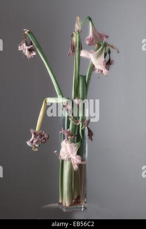 Amaryllis fiori appassite in vaso di vetro Foto Stock