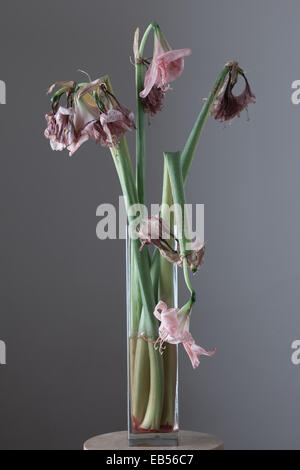 Amaryllis fiori appassite in vaso di vetro Foto Stock