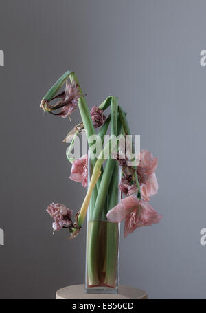 Amaryllis fiori appassite in vaso di vetro Foto Stock