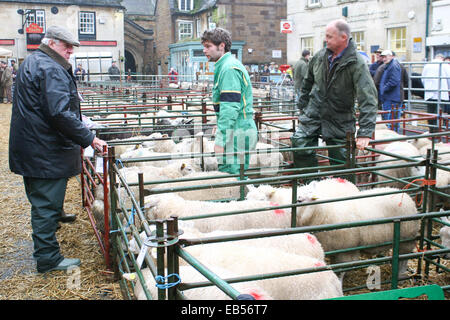 A Uppingham, Rutland, UK 26 Novembre 2014. A Uppingham Fatstock Show-Pigs, ovini e bovini preened e messo in mostra in Piazza del Mercato di essere giudicati. Questo unico show è l unico del paese che si terrà in cui gli animali sono tenuti in penne temporanea in una piazza del mercato credito: Jim Harrison/Alamy Live News Foto Stock