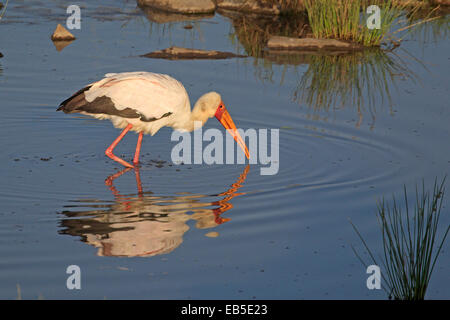 Giallo fatturati Stork alimentando in un stagno Foto Stock