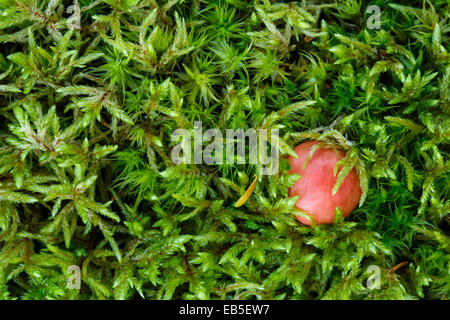 Fungo rosso che cresce in una zona di muschio Foto Stock