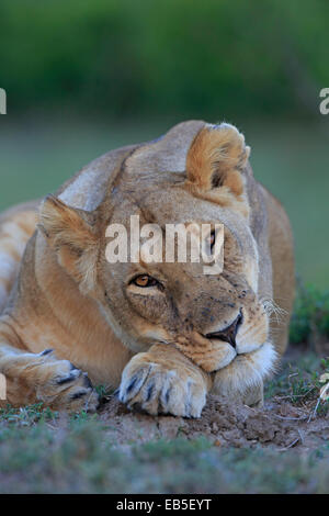 Ritratto di una donna leonessa appoggiata Foto Stock