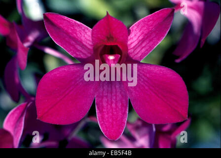 .Vi sono circa 1.200 specie di Dendrobium orchidee, compresa questa bella varietà che è stato cresciuto in un vivaio di fiori nelle isole Hawaii, STATI UNITI D'AMERICA Foto Stock