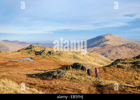 Vista Moel Siabod con due escursionisti escursionismo su Gallt y Wenallt in Snowdon Horseshoe in autunno. Parco Nazionale di Snowdonia (Eryri) Gwynedd North Wales UK Foto Stock