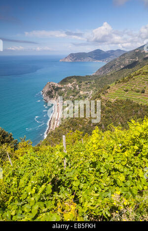 Vigneti terrazzati in Cinque Terre Liguria, Italia. L'UNESCO ha dichiarato la zona un sito del Patrimonio Mondiale. Foto Stock