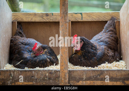 Due free range galline seduta sulle uova. Foto Stock