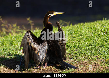 Australasian Darter (Anhinga melanogaster) essiccare le sue ali Foto Stock