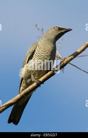 Bloccate il cuculo-shrike (Coracina lineata) Foto Stock