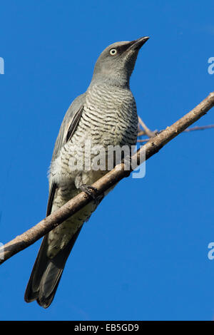 Bloccate il cuculo-shrike (Coracina lineata) Foto Stock