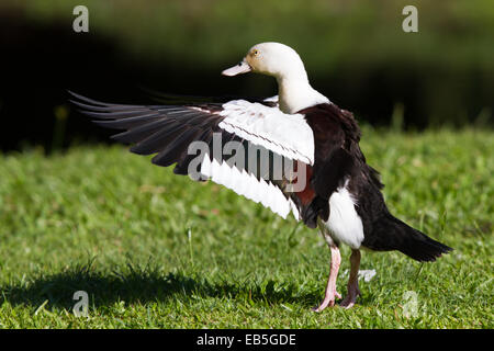 Shelduck Radjah (Tadorna radjah) Foto Stock