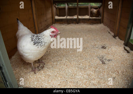 Free range Sussex cross pollo nella casa della gallina. Foto Stock