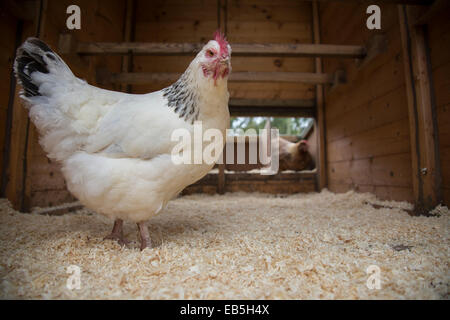 Free range Sussex cross pollo nella casa della gallina. Foto Stock