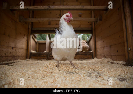 Free range Sussex cross pollo nella casa della gallina. Foto Stock