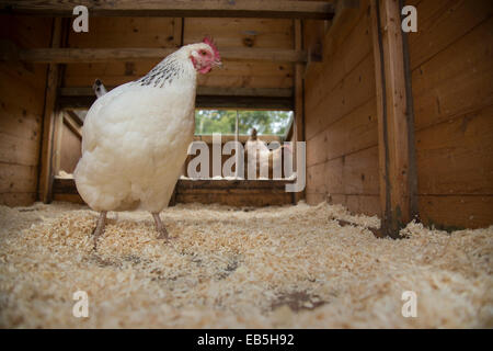 Free range Sussex cross pollo nella casa della gallina. Foto Stock