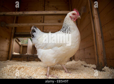 Free range Sussex cross pollo nella casa della gallina. Foto Stock